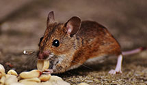 24 Hour & Emergency Exterminators in Seq Natl Pk, CA